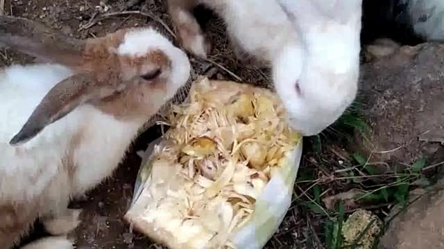 Cute Rabbits are eating