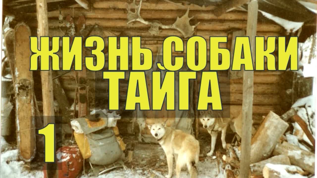 В ГЛУХОЙ ТАЙГЕ ЖИЗНЬ и СУДЬБА СОБАКИ