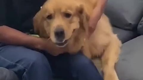 Dog pulls owner away to take over the couch