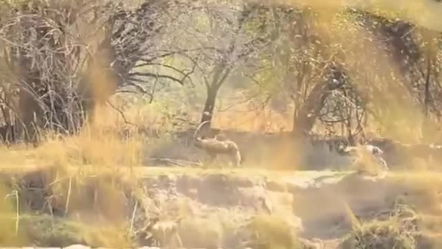 Predators In Action (compilation) part 1