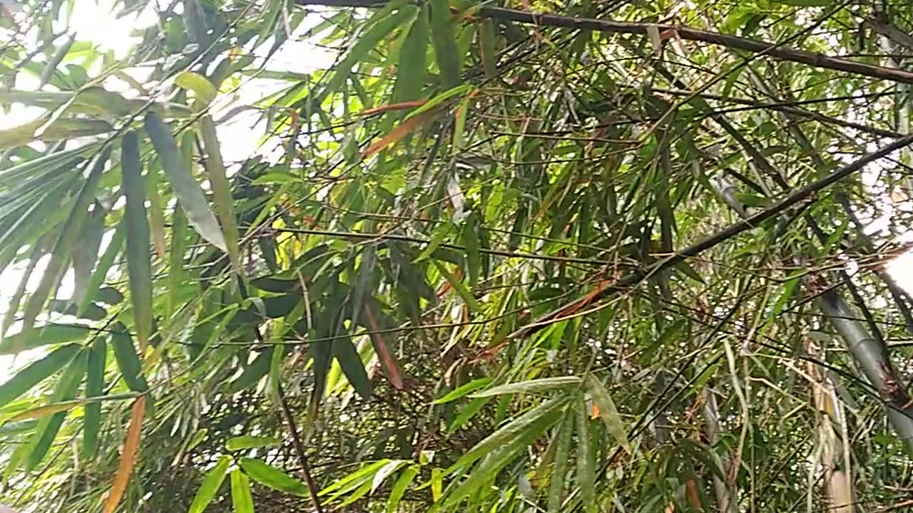 Bamboo Guardian: Shielding Home and Land from Creek and Erosion