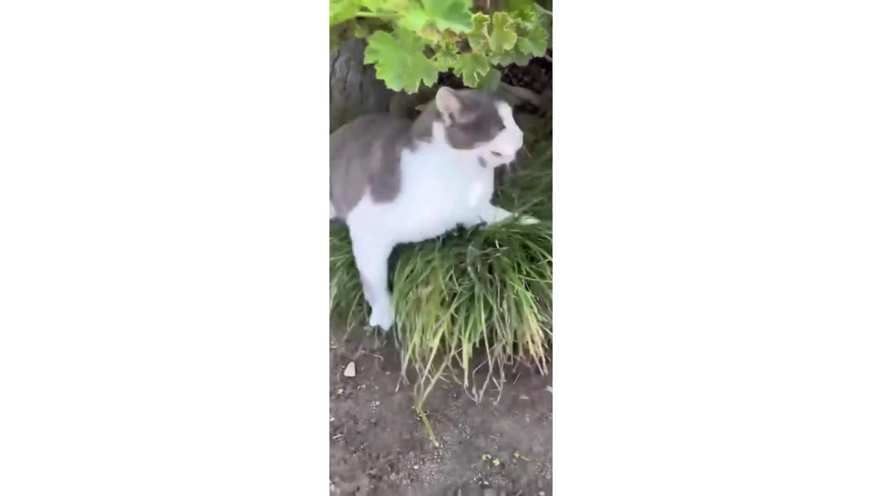 Crazy Cats Compilation - FUNNY Cats 😂