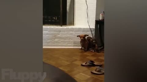 DOGS BEING FUNNY