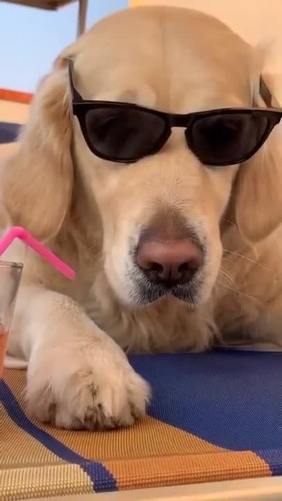 Funny And Cute Dog Video
