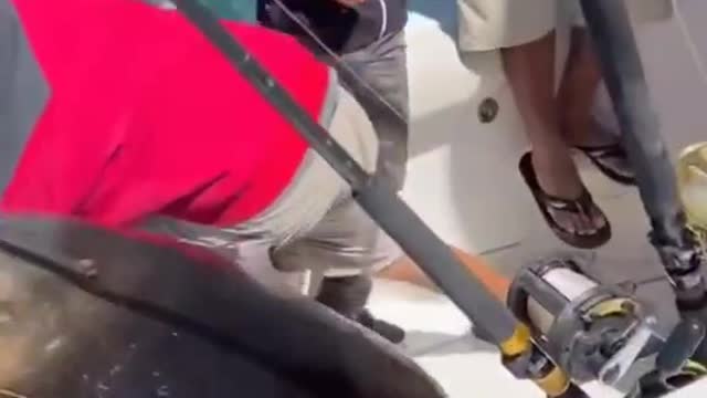 The seal was in a boat for the first time, but he was not afraid