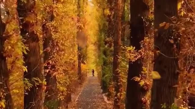 eaves #relax #wonderful #wind #yellow #beauty #foryou#scenery #sceneryvideos