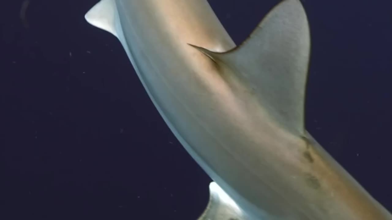 Wildlife