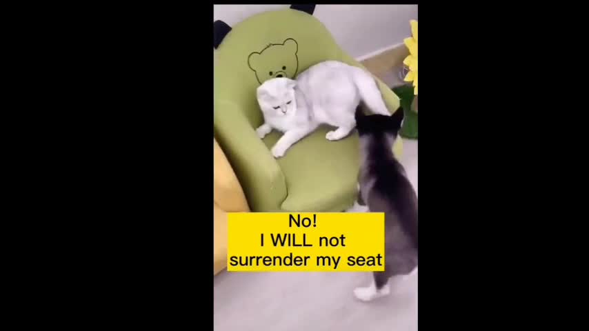 Cats Are So Funny Cat is not leaving her seat..