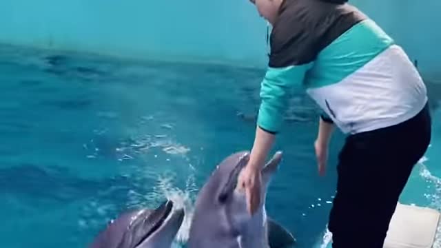 Dolphin training video.