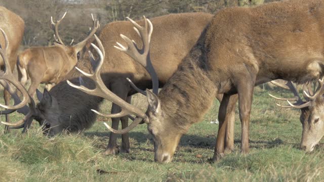 Deer peacefully grazing in a row!