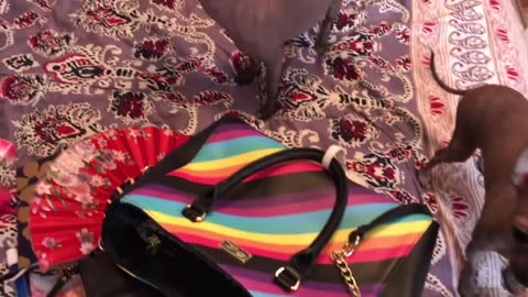 My Husband does my What's in my bag video LOL. Betsey Johnson rainbow purse