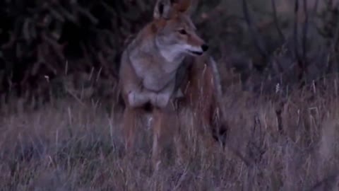 Spooked coyote