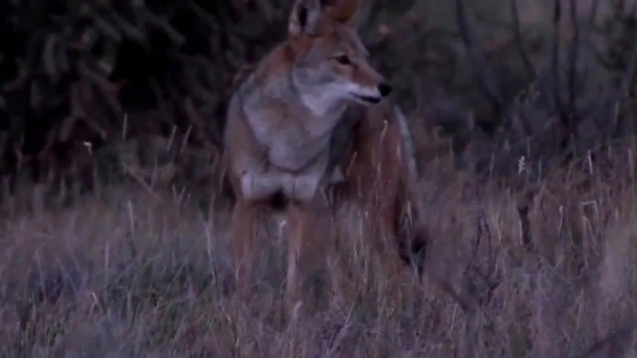 Spooked coyote
