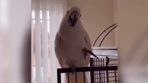 Funny parrot video but love is parrot