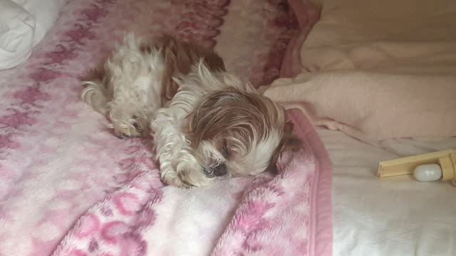 Ａ cute dog is sleeping on the bed♡