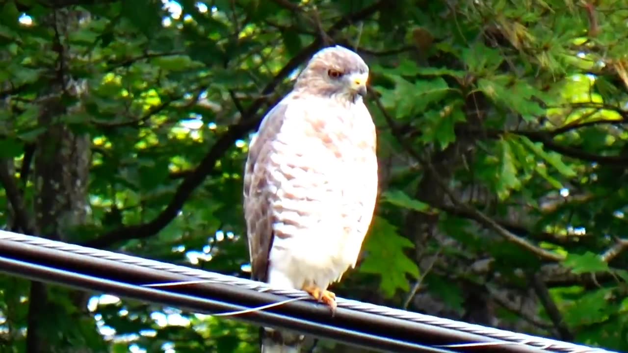 Red-tailed hawk