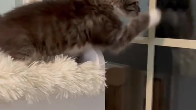 Cats fun