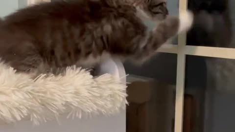 Cats fun