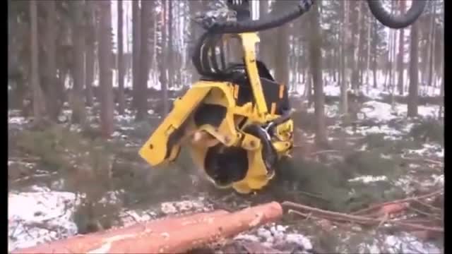 Tree cutting