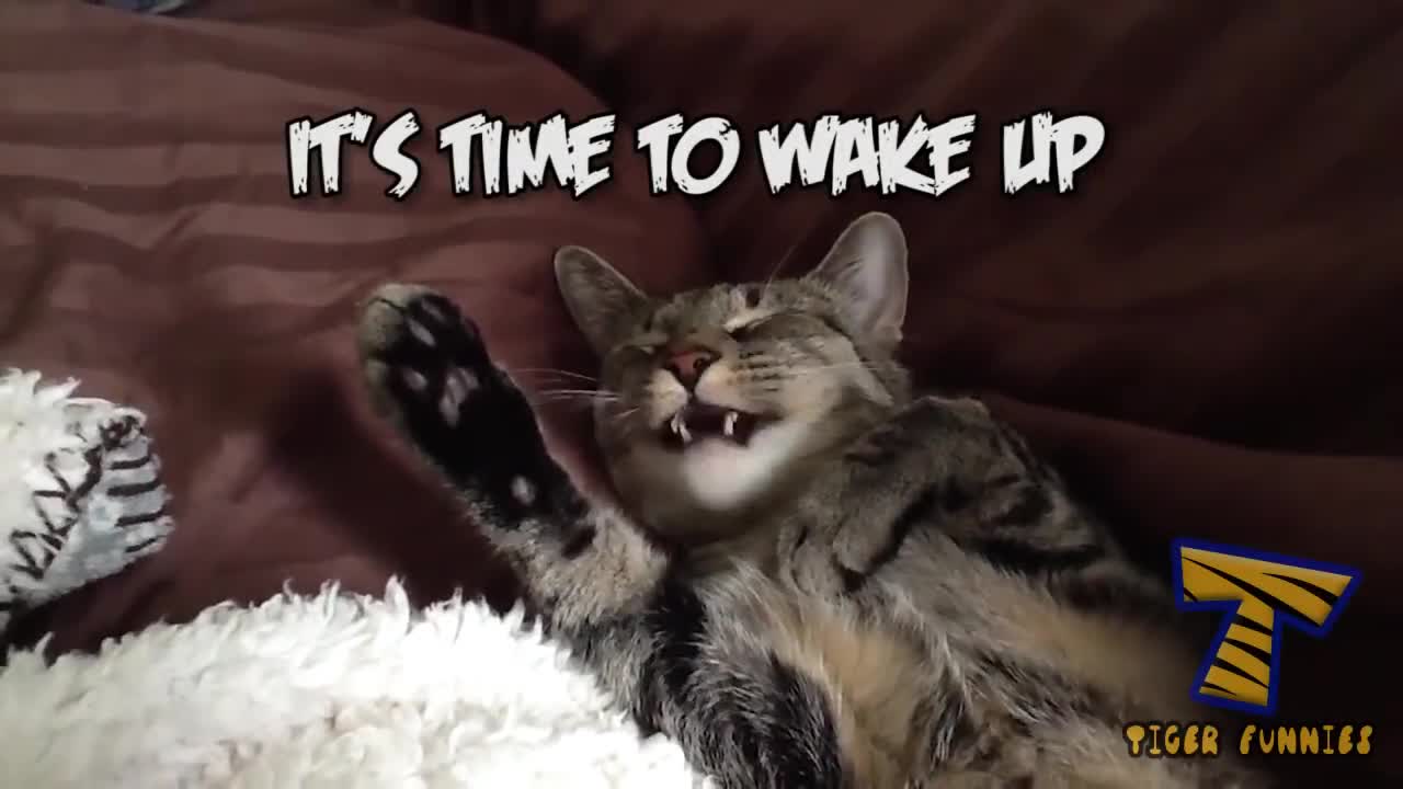 Funny cats, nice cats, cats# cats