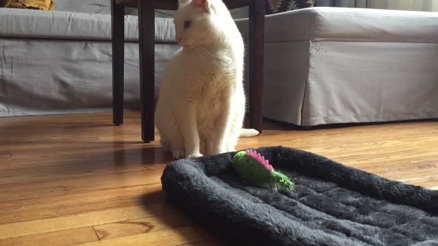 How to entertain your cat 1: Lizard Toy and Chirp Bird