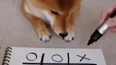 FUNNY ANIMAL MOMENTS - BEST ANIMAL WORLD VIDEOS I
