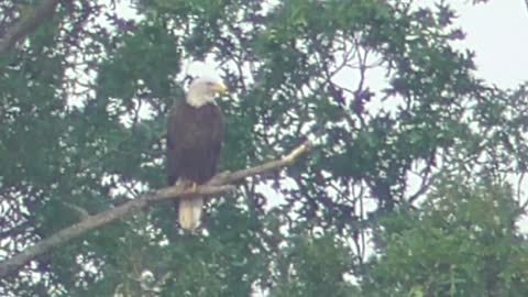 110 Toussaint Wildlife - Oak Harbor Ohio - Gone To The Store