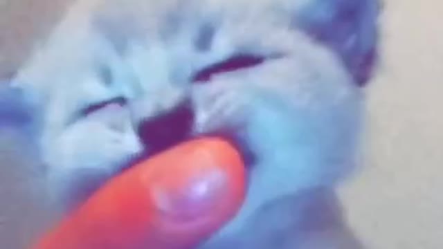 🥺Try not to cry Tik Tok Pet Compilation