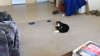 Cat Drags Himself Across Floor Chasing Dog