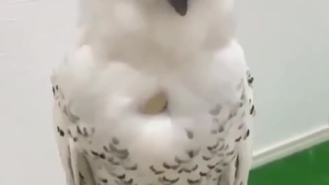 fat owl