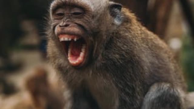 Funny Monkey video image