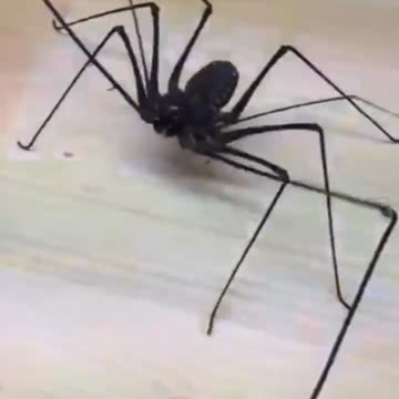 Types Of Spiders - whip spider