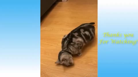 funny animal phần 12