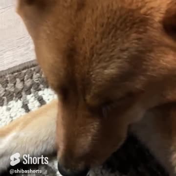 Sometimes You Just Need to Boop the Noses