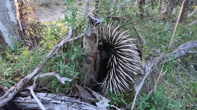 Echidna Close Encounter