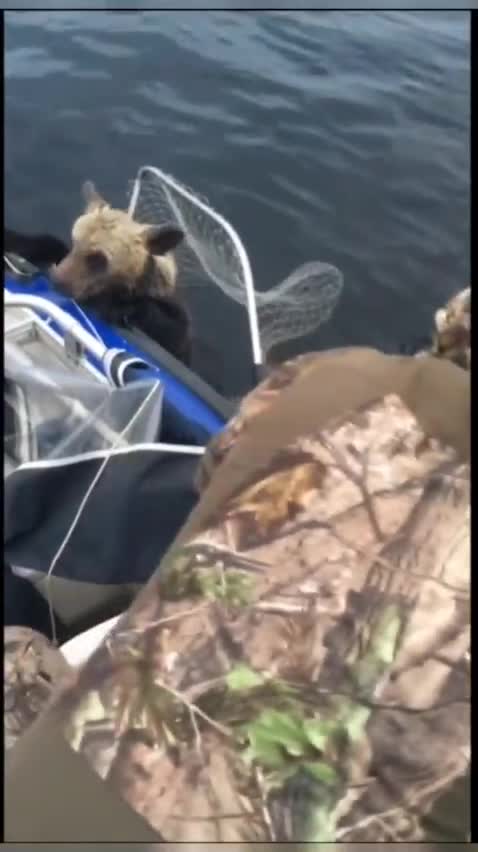 The fisherman rescues the bear
