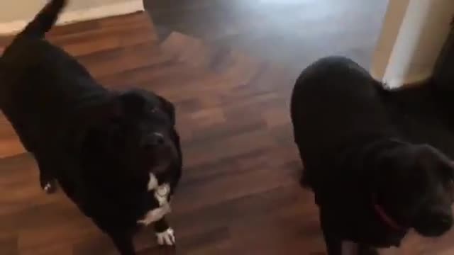 2 Dogs funny video