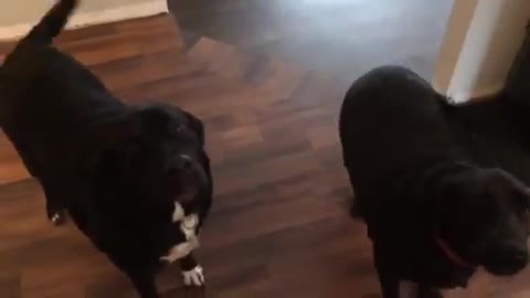 2 Dogs funny video