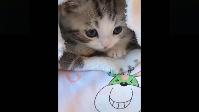 cutest and cutest pets charming .......