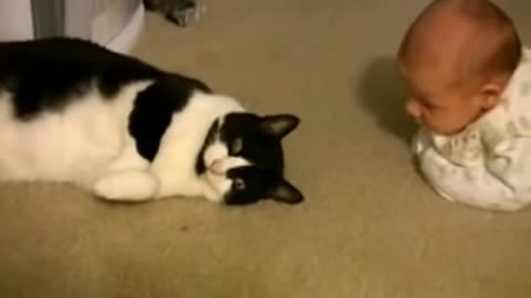 Cat Meets New-born for the First Time - Compilation