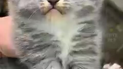 Cat world