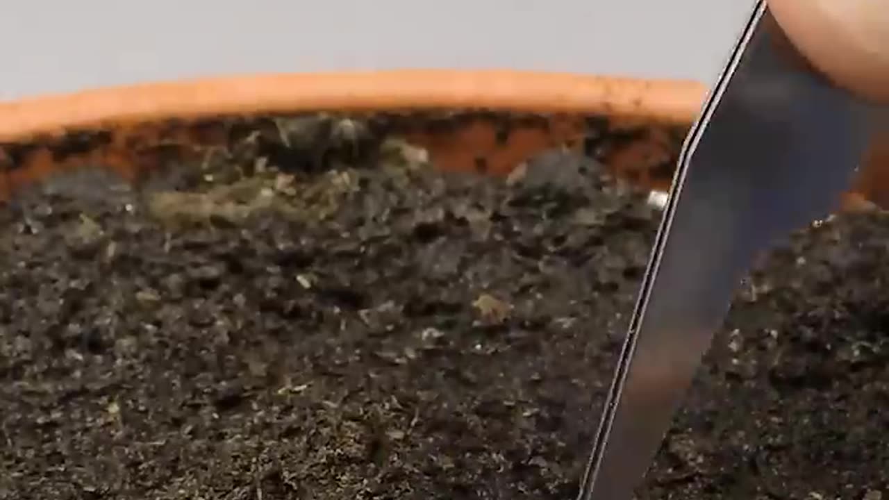 113 Days In 33 Seconds - Dragon Fruit Cactus