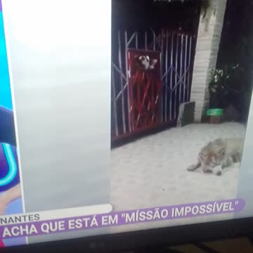 a briga de gatos por comida pt2