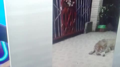 a briga de gatos por comida pt2