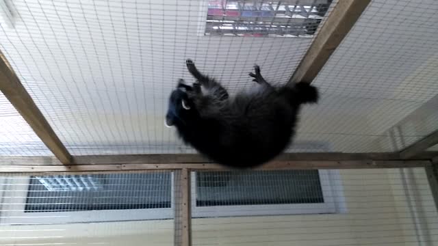 Raccoon on the ceiling