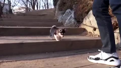 Teacup Husky Puppy playing