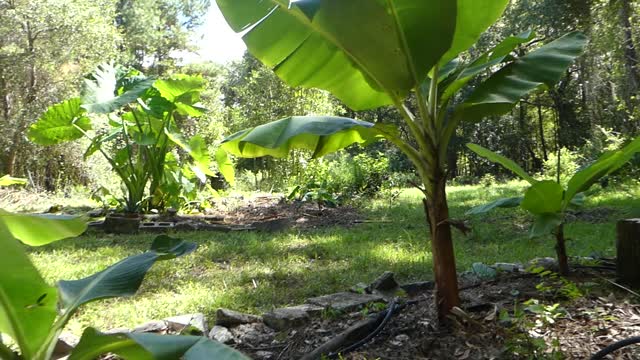 Starting to grow bananas food forest