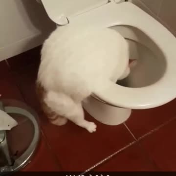 Funny kitty refuses to drink out of bowl, chooses toilet instead!