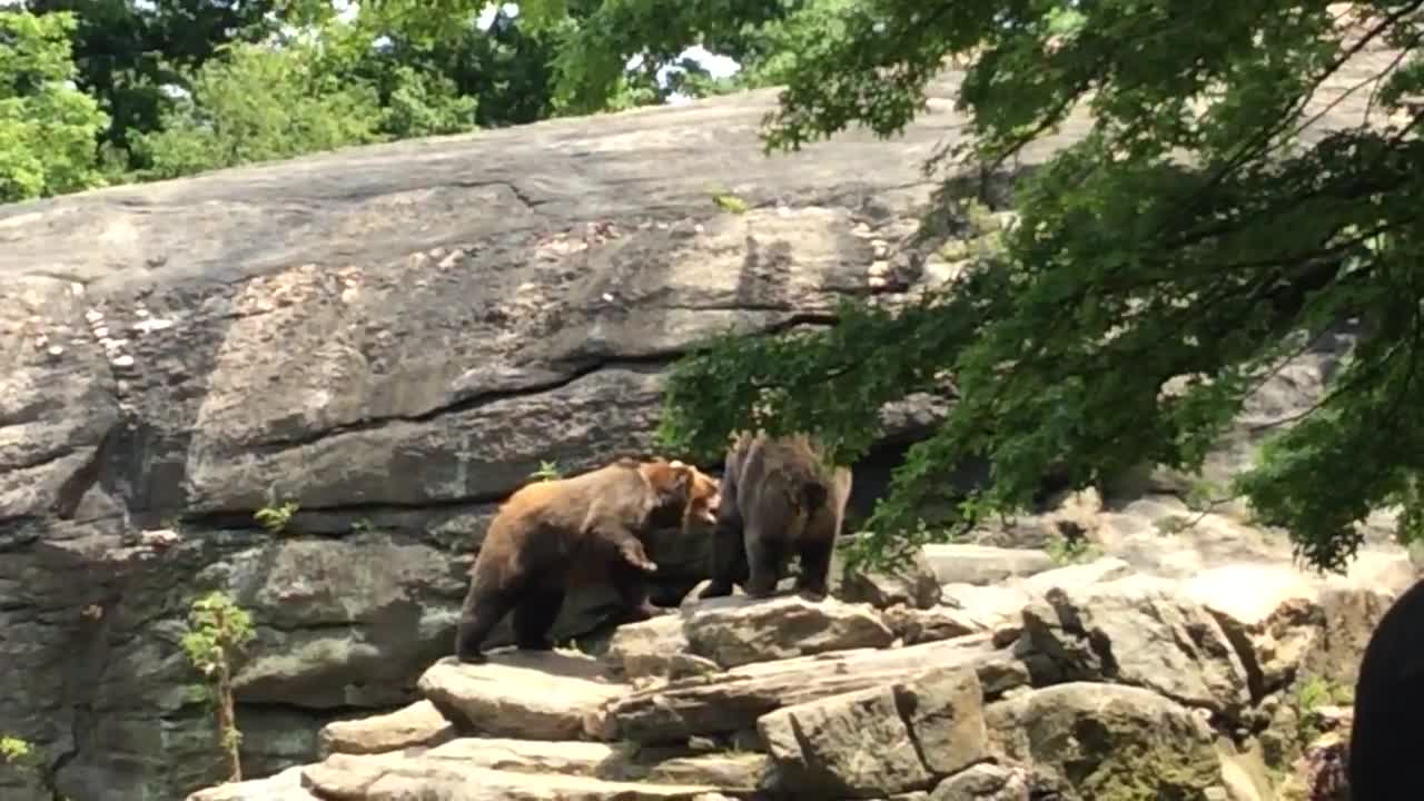 cage at bronx zoo bears fighting.mp4