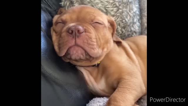 Cat 🐈 and Dog 🐕 funny videos 2022 new part 1 || Animal Lover Benakash
